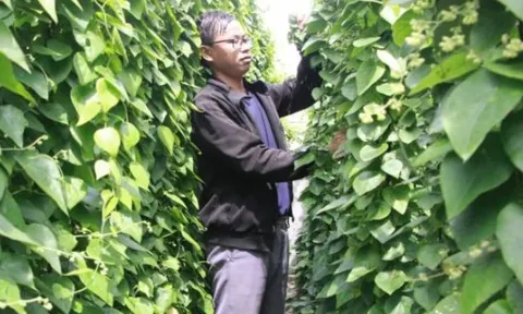 Ở Việt Nam có một loại lá 'vàng' cứ hái là ra tiền, nông dân kiếm 2 tỷ đồng/năm