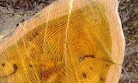Loại gỗ hoàng đế quý hiếm không kém 'gỗ vàng 9.000 tỷ' nhưng nhiều người không biết, nông dân từng đốn làm củi