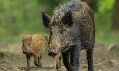 Tại sao lợn rừng bị nhiễm phóng xạ ở Fukushima không bị đột biến? Nghiên cứu di truyền tiết lộ những phát hiện bất ngờ
