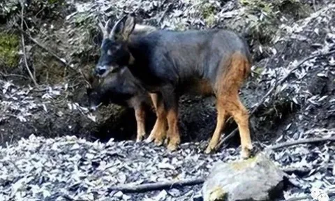 Loài 'sói đầu lừa' đã tuyệt chủng 500.000 năm bỗng xuất hiện, giới khoa học bàng hoàng khi giải mã được