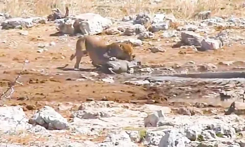 CLIP: Sư tử đực cướp bữa ăn của sư tử cái trong cuộc chiến khốc liệt