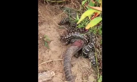 CLIP: Thằn lằn hung dữ đối đầu với trăn khổng lồ, gây kinh ngạc