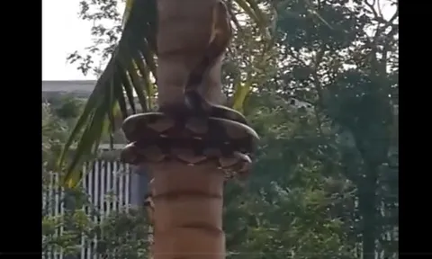 CLIP: Sửng sốt trước tài leo cây điêu luyện của trăn gấm Thái Lan