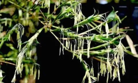 Như người ta thường nói: “Khi tre nở hoa, hãy di chuyển ngay lập tức”. Khi tre nở hoa đáng sợ thế nào?