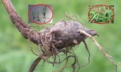 Loại cỏ mọc dại khắp bờ ruộng, ‘kẻ thù’ của nhà nông: Nhưng được ví như 'nhân sâm', bán 350.000 đồng/kg