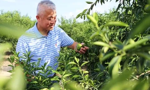 Tiết lộ 1 nơi ở Trung Quốc, nơi 'vàng' mọc trên cây