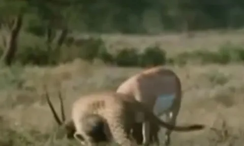 CLIP: Bị 3 con báo săn bao vây, linh dương nổi điên húc thủng bụng kẻ đi săn, thành công thoát thân