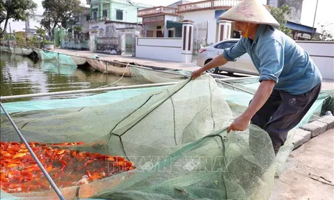 Buồn vui với sản phẩm phục vụ Tết