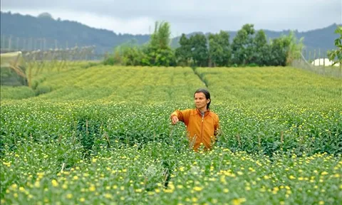 Làng hoa tất bật chuẩn bị cho cao điểm thu hoạch vụ Tết