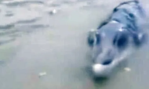 Đi câu cá, người đàn ông ‘sốc’ khi thấy ‘thủy quái’ hình thù kì dị, người dân địa phương cũng không hề biết