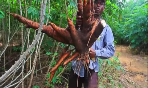 Sắn có chứa chất độc nhưng người dân châu Phi vẫn trồng với số lượng rất lớn, không sợ ngộ độc vì ăn sắn hàng ngày sao?