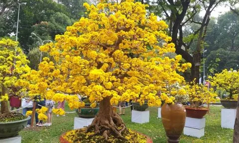 Tết Nguyên đán 2025: 6 cây cảnh 'toả mùi giàu sang', người có tiền thích chưng trong nhà để chiêu may, gọi lộc