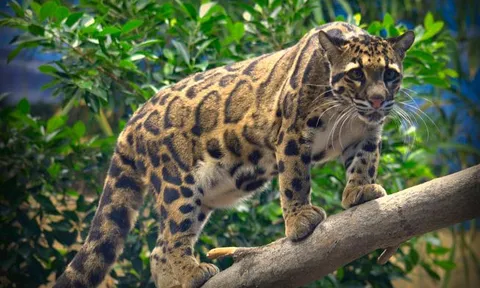 Khám phá loài động vật có khả năng đi lộn ngược 180 độ trên cây, hạ gục con mồi bằng chiêu tuyệt đỉnh