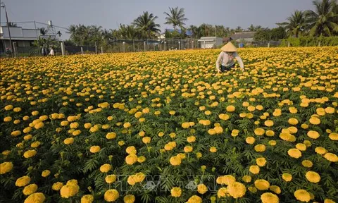 'Vương quốc hoa kiểng' nhộn nhịp ngày cận Tết