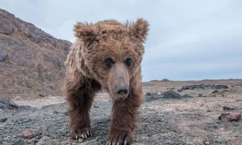 Loài thú quý hiếm nhất hành tinh có trong ‘Sách đỏ’ đang trên bờ vực tuyệt chủng, cả thế giới chỉ còn 36 con