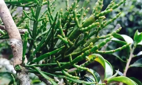 Loại cây quý sống ‘kí sinh’ trên cây cổ thụ trong rừng sâu: Hình dáng giống chân cua, giá 66 triệu/kg