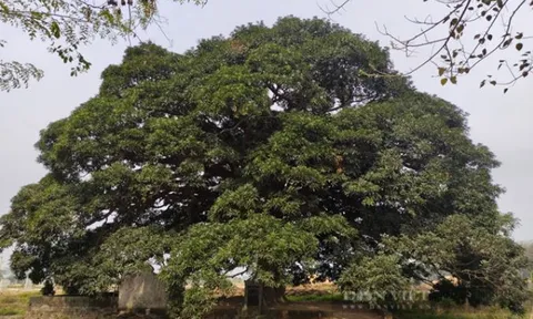 Cây trôi cổ thụ gần 800 tuổi được công nhận là cây di sản Việt Nam: Tán cây rộng 1.000m2, 4 người ôm không hết