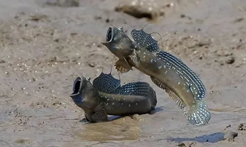 Bí mật về loài cá hiếm hoi biết đi trên cạn, leo trèo trên cây được mệnh danh ‘kì lạ nhất hành tinh’