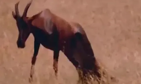 CLIP: 'Đơn thương độc mã', linh cẩu 'tung chiêu độc' hạ gục linh dương trong vòng '1 nốt nhạc'