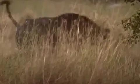 CLIP: Thấy con nhỏ bị đàn xư tử tấn công, trâu rừng mẹ dũng cảm lao vào truy sát kẻ đi săn và cái kết mỹ mãn