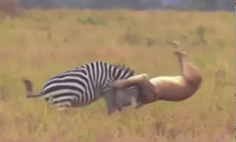 CLIP: Vừa thoát khỏi hàm răng sắc nhọn của cá sấu, ngựa vằn lại gặp phải bầy sư tử vài cái kết