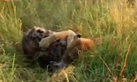 CLIP: Cả gan trộm đồ ăn của sư tử, linh cẩu nhận cái kết thê thảm