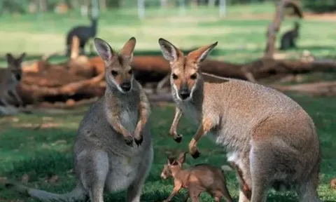 Đây là loài động vật nhảy giỏi nhất thế giới nhưng không thể đi lùi, tên gọi có ý nghĩa đặc biệt
