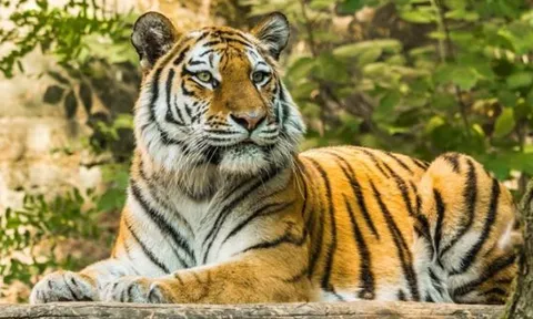 Cuối tháng 1, những sự kiện vui vẻ sẽ đến với 4 con giáp sau, tình duyên thắm nồng, sự nghiệp ‘lên hương’