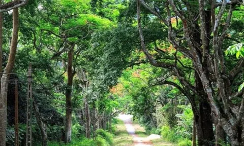 5 khu rừng nguyên sinh đẹp nhất Việt Nam: Có diện tích 720km2 và nằm trong diện bảo tồn thuộc 3 tỉnh