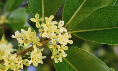 Có một cây được người xưa tôn quý, hợp đủ 5 mệnh, ai trồng trước nhà sẽ liên tiếp ba đời hưng vượng, tiếng thơm đồn xa