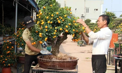 Nghệ nhân thổi 'hồn' cho quất bonsai