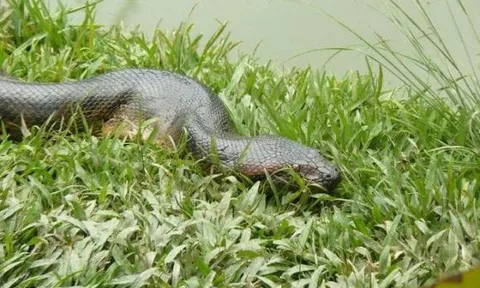 Phát hiện ở Amazon có con rắn lớn nhất thế giới, mọi người phải sửng sốt vì chiều dài và cân nặng vượt xa sức tưởng tượng