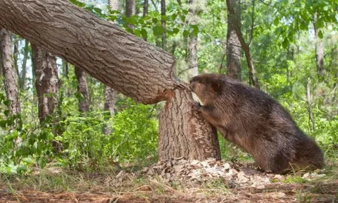 Các nhà khoa học nói về nguyên nhân loài vật ‘ngu ngốc’ nhất thế giới đang có nguy cơ bị tuyệt chủng