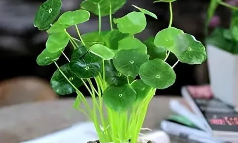 7 loại cây để bàn làm việc như 'nam châm hút tiền' cho năm mới, dân văn phòng muốn tài lộc nên sắm