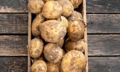 Hóa ra việc bảo quản khoai tây chỉ đơn giản rắc một nắm lên là chúng sẽ không nảy mầm hay chuyển sang màu xanh trong cả năm