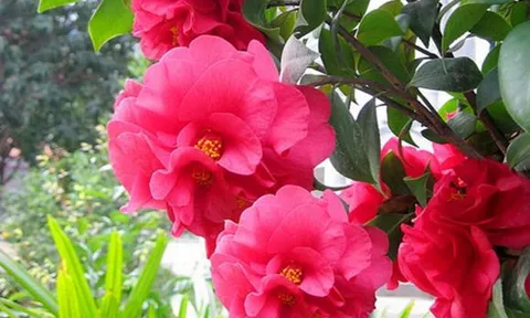 Quên hoa hồng đi! Khám phá loài hoa sang trọng, quý phái hơn với hình dáng độc đáo, hương thơm quyến rũ và cực kỳ dễ trồng