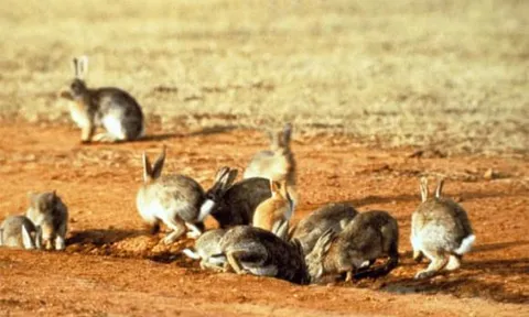 Thỏ đẻ nhiều, nuôi dễ, vậy vì sao thịt thỏ không trở thành nguồn thực phẩm chính?