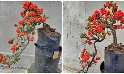 Tết Ất Tỵ 2025: Đặt 6 loại cây phong thủy này trong phòng khách, cả năm may mắn, thịnh vượng, tài lộc đếm không xuể