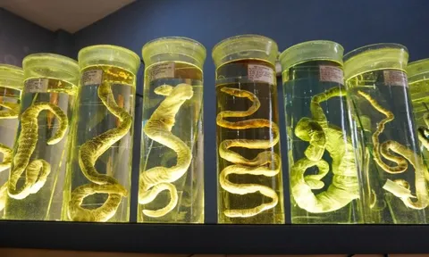 Bộ sưu tập các loài rắn biển quý hiếm của Việt Nam