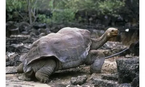 Các loài động vật sống thọ nhất thế giới, loài thứ ba trong danh sách có thể sống tới 500 năm