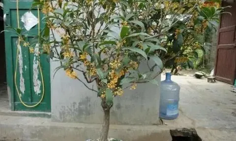 'Phòng khách có bốn cây, mười nhà thì chín nhà giàu', hút tài lộc cực nhiều