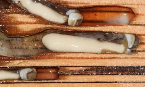 Loài động vật là đặc sản có giá gần 800 nghìn 1 kg nhưng khiến nhiều người ghê sợ