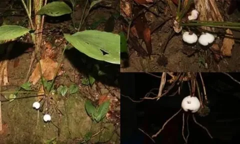 Loài cây siêu đẹp nhìn bề ngoài trông giống củ tỏi, là loài thực vật mới của thế giới được phát hiện tại Việt Nam