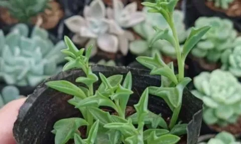 Với 6 cây cảnh 'thả đâu sống đó' này, bạn sẽ trở thành chuyên gia làm vườn mà chẳng cần nỗ lực nhiều!