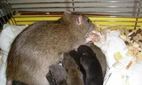 Đừng lo lắng nếu có chuột trong nhà, bạn có thể dễ dàng đuổi chúng bằng những thủ thuật sau