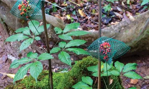 Loại hạt đắt nhất chỉ có ở Việt Nam: 4 năm mới đậu quả, mỗi cây được vài chục hạt, giá 300 triệu/kg