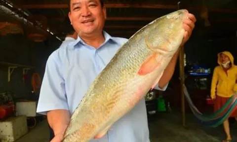 Loài cá cực quý hiếm ở Việt Nam được thế giới săn lùng: Giá tiền tỷ mỗi cân, ai bắt được sẽ đổi đời