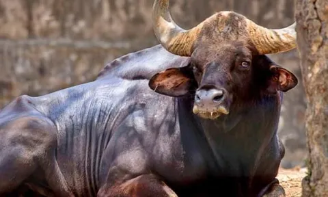 Loài động vật lớn bậc nhất thế giới đang trên bờ tuyệt chủng ở Việt Nam: Nặng 2 tấn, túi mật có giá 60 triệu, chỉ còn 300 cá thể