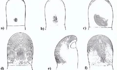 Tại sao trên thế giới không có dấu vân tay giống nhau?