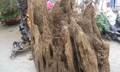 Đây là loại gỗ đắt nhất thế giới được mệnh danh là 'vàng xanh', Việt Nam sở hữu có chất lượng tốt nhất, giá lên tới 20 tỷ đồng/kg